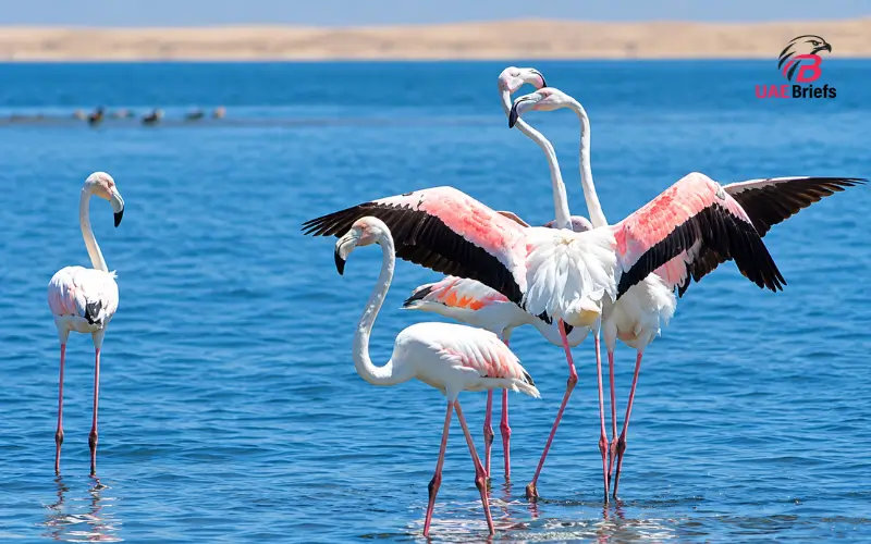 Umm Yifenah Island Photography